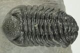 2.1" Detailed Morocops Trilobite Fossil - Morocco - #202992-1